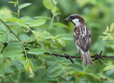 House Sparrow