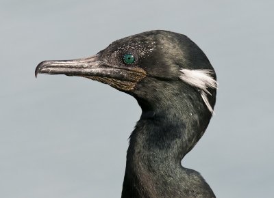 Indian Cormorant