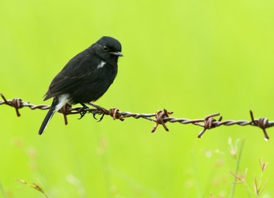 Pied Bushchat