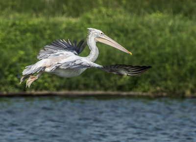 Spot-billed Pelican