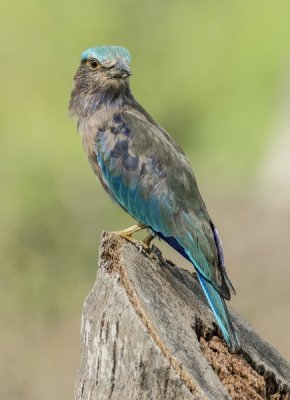 Indian Roller