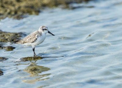 Spoon-billed Sandpiper