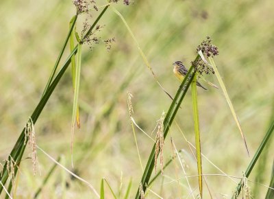 Yellow-breasted Bunting