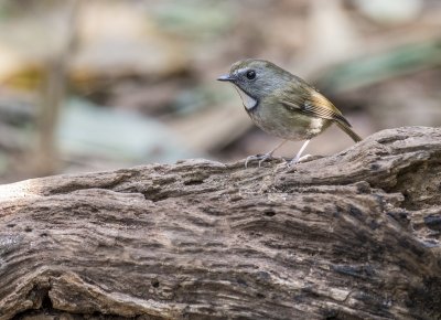 White-gorgeted Flycatcher