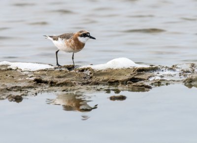 Lesser Sandplover