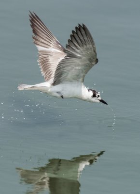 White-winged Tern