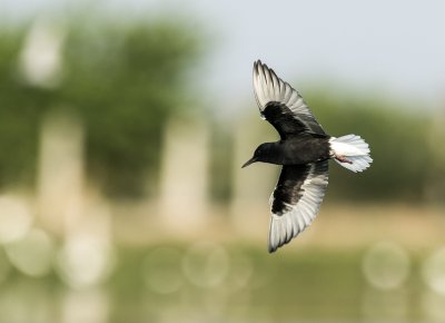 White-winged Tern