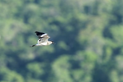 River Lapwing