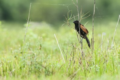 Lesser Coucal