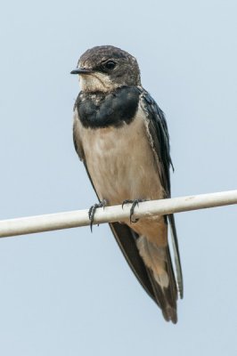 Barn Swallow