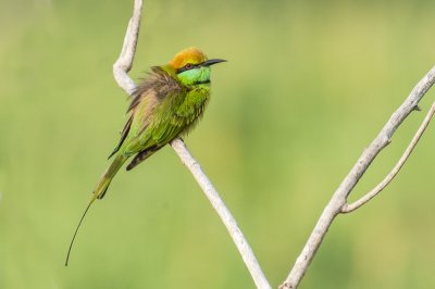 Green Bee-eater