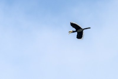 Oriental Pied Hornbill