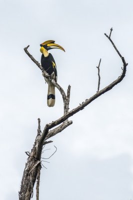 Great Hornbill