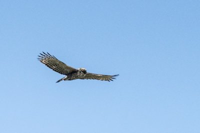 Mountain Hawk Eagle