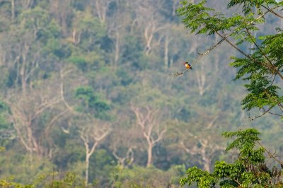 Black-capped Kingfisher