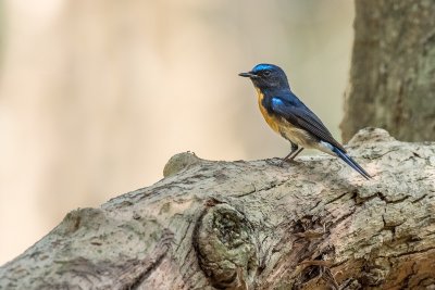 Chinese Blue Flycatcher