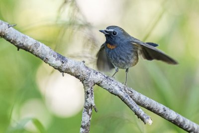 Rufous-gorgeted Flycatcher