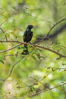 Hairy-crested Drongo