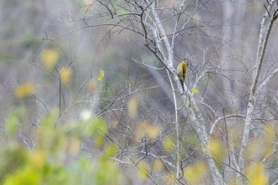 Grey-headed Woodpecker