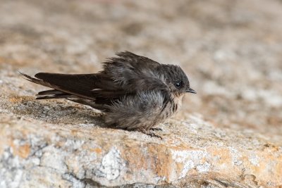 Dusky Crag Martin