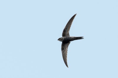 Pacific Swift