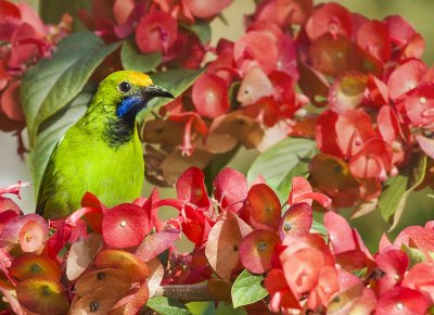 Golden-fronted Leafbird