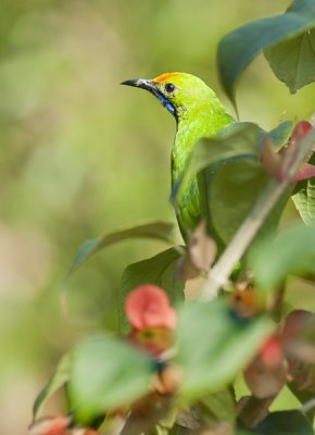 Golden-fronted Leafbird