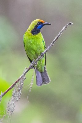 Golden-fronted Leafbird