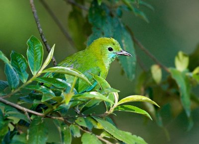 Blue-winged Leafbird