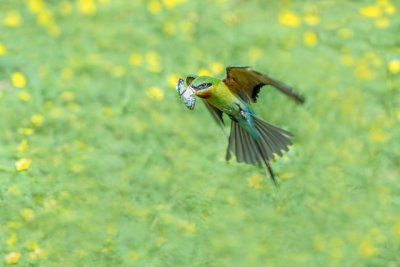 Blue-tailed Bee-eater