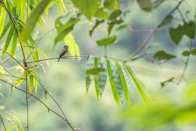 Ferruginous Flycatcher