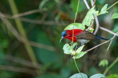 Crimson Sunbird