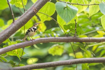 Forest Wagtail