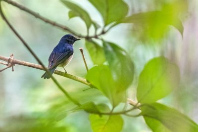 Chinese Blue Flycatcher