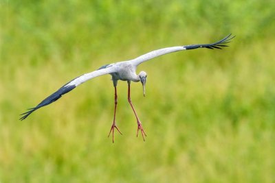 Asian Openbill