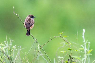 Siberian Stonechat