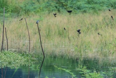 Bee-eaters, Kingfishers, Roller and Hoopoe