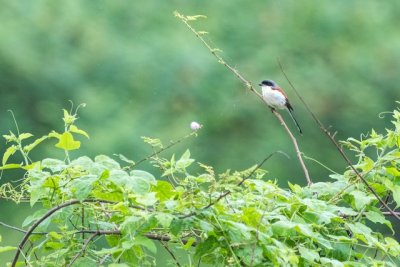 Shrikes