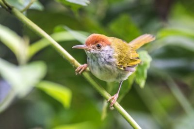 Dark-necked Tailorbird