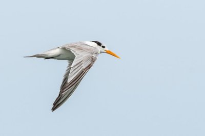 Lesser Crested Tern