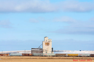 Willows - February 2015