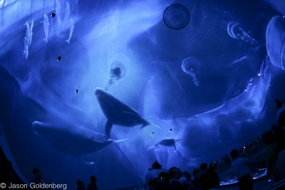 JAG-bubble-19.jpg