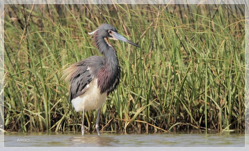 Tri-colored Heron 