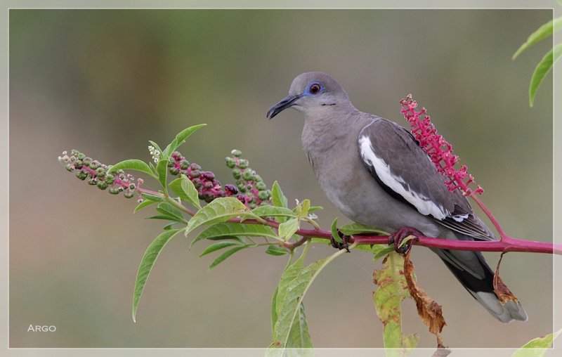 White-winged Dove