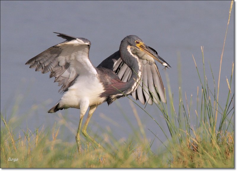 Tri-colored Heron 