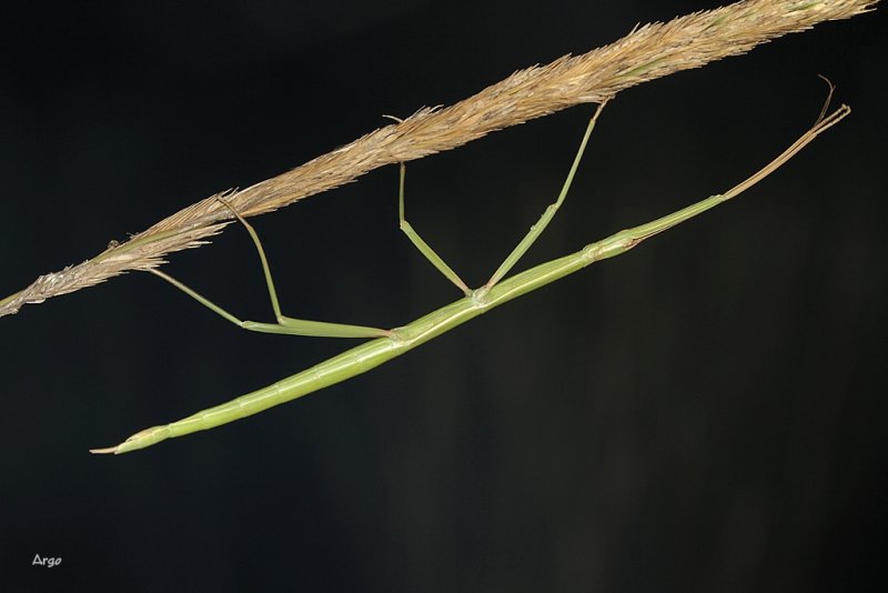 Walking Stick