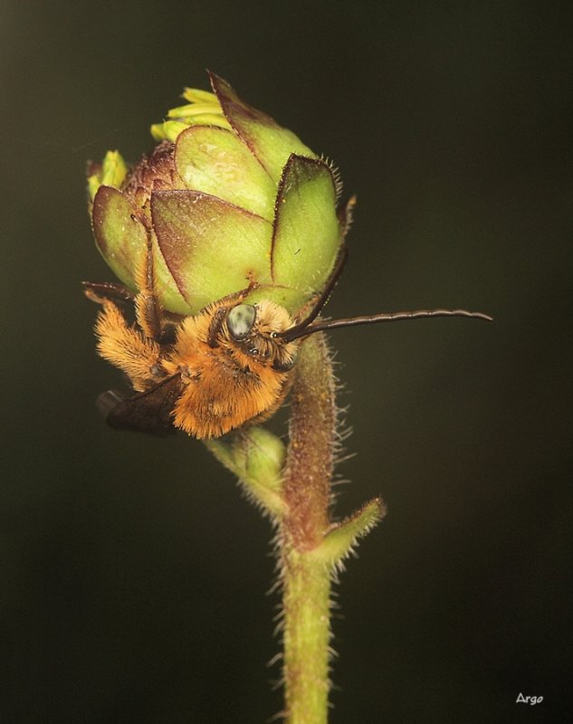 Sleeping Bee