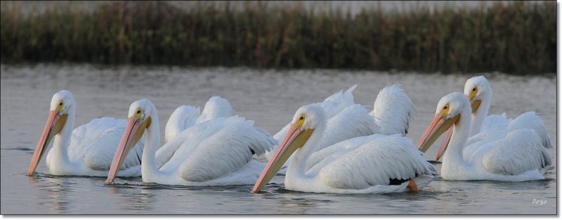 White Pelicans 