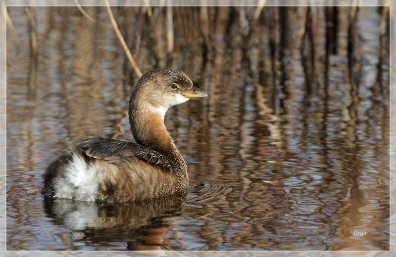 Pied-billed Grebe