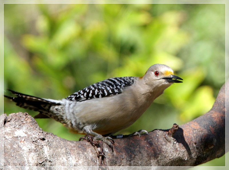 Golden Fronted Woodpecker